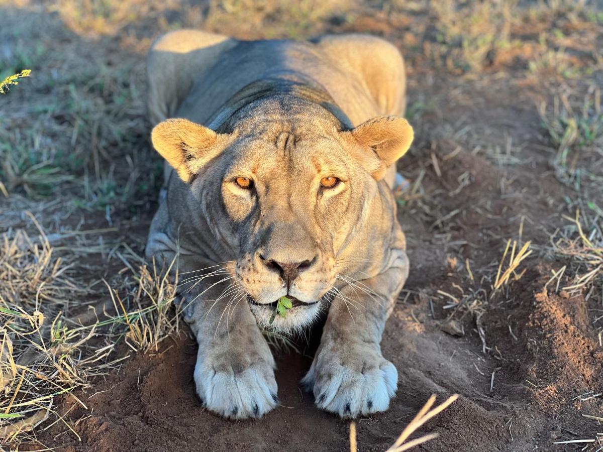 Simba Safaris African Pride Exotic Lodge Lephalale 외부 사진