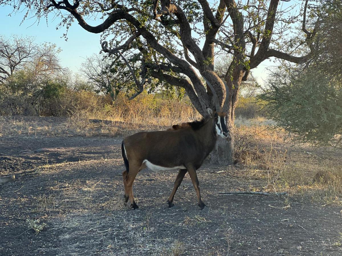 Simba Safaris African Pride Exotic Lodge Lephalale 외부 사진