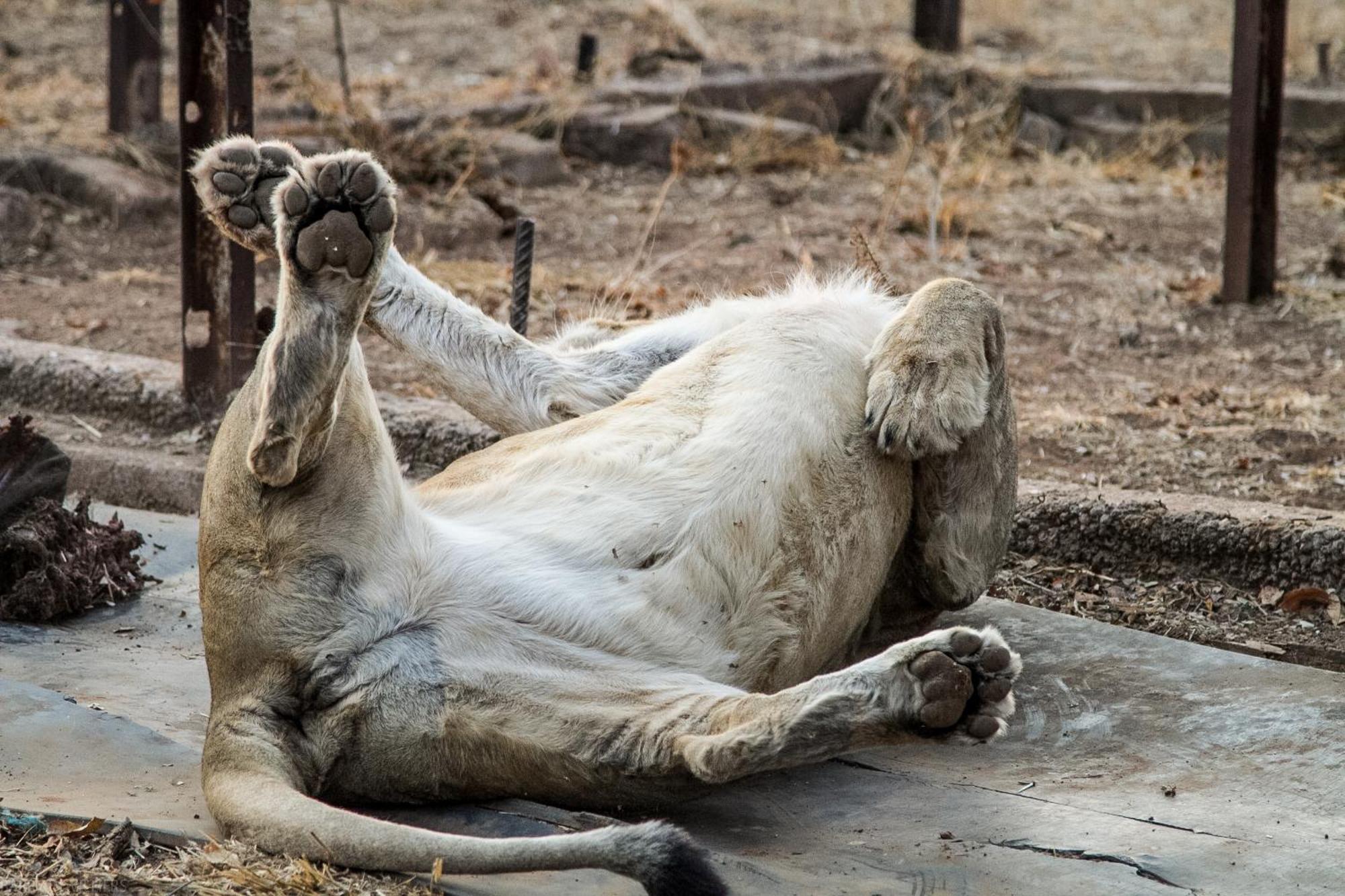 Simba Safaris African Pride Exotic Lodge Lephalale 외부 사진