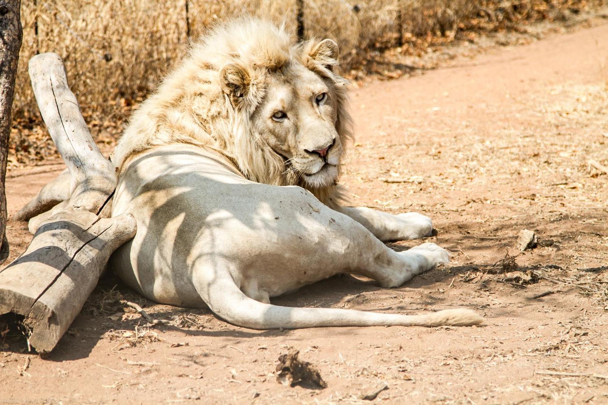 Simba Safaris African Pride Exotic Lodge Lephalale 외부 사진