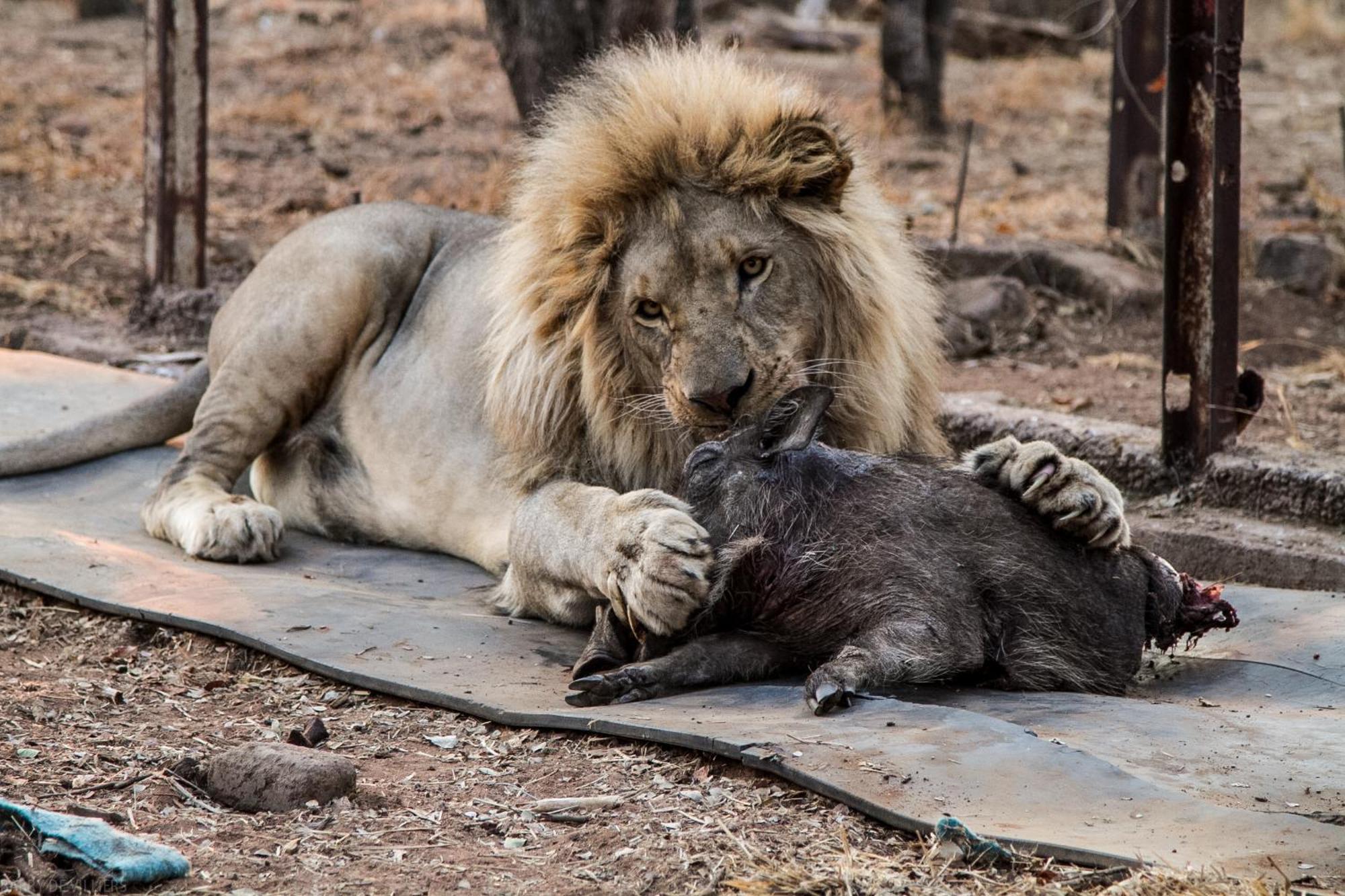 Simba Safaris African Pride Exotic Lodge Lephalale 외부 사진