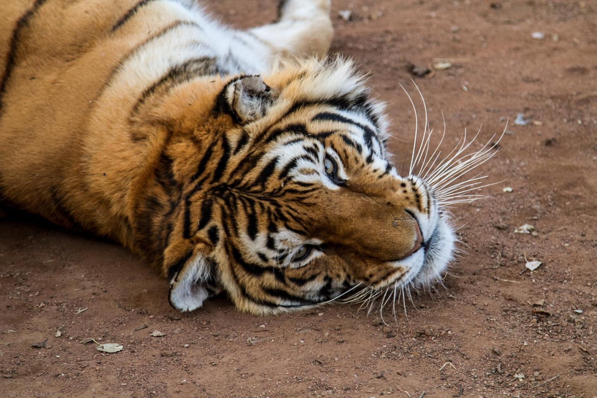 Simba Safaris African Pride Exotic Lodge Lephalale 외부 사진