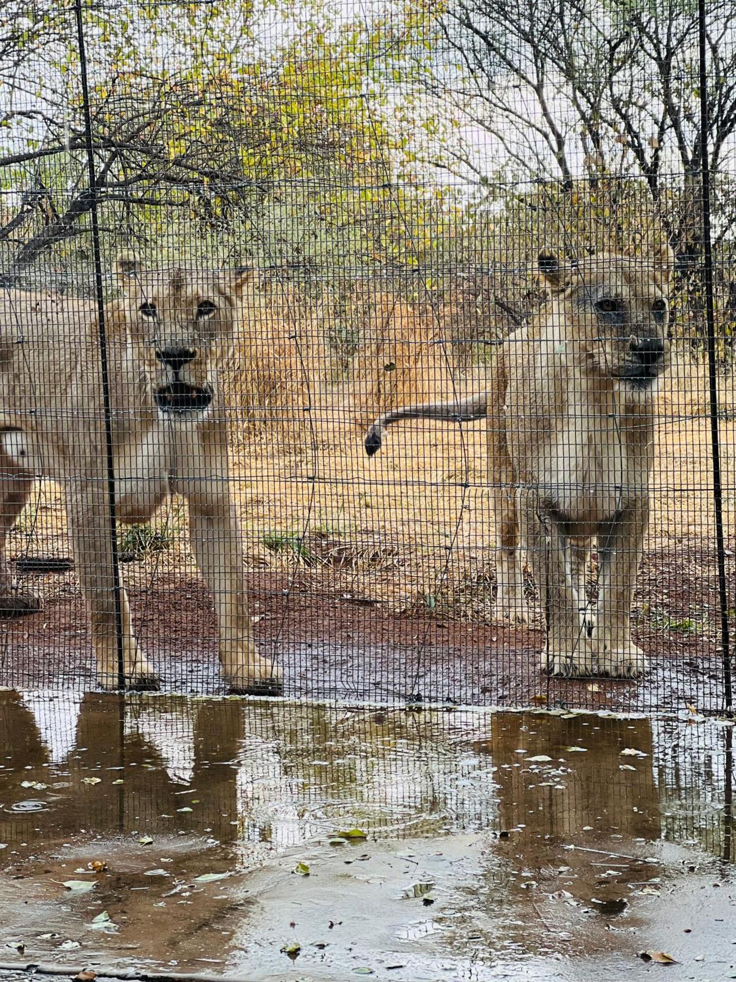 Simba Safaris African Pride Exotic Lodge Lephalale 외부 사진