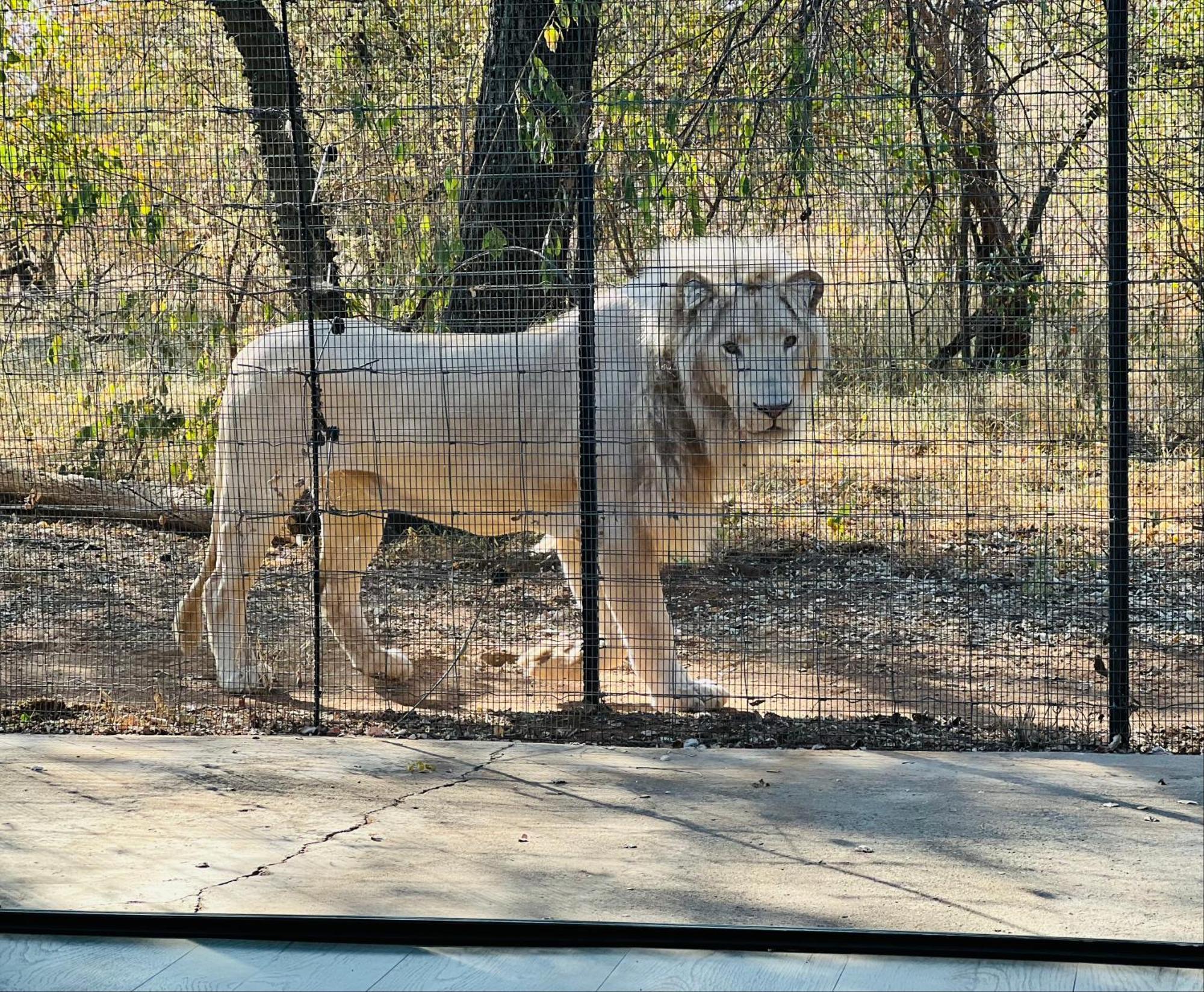 Simba Safaris African Pride Exotic Lodge Lephalale 외부 사진