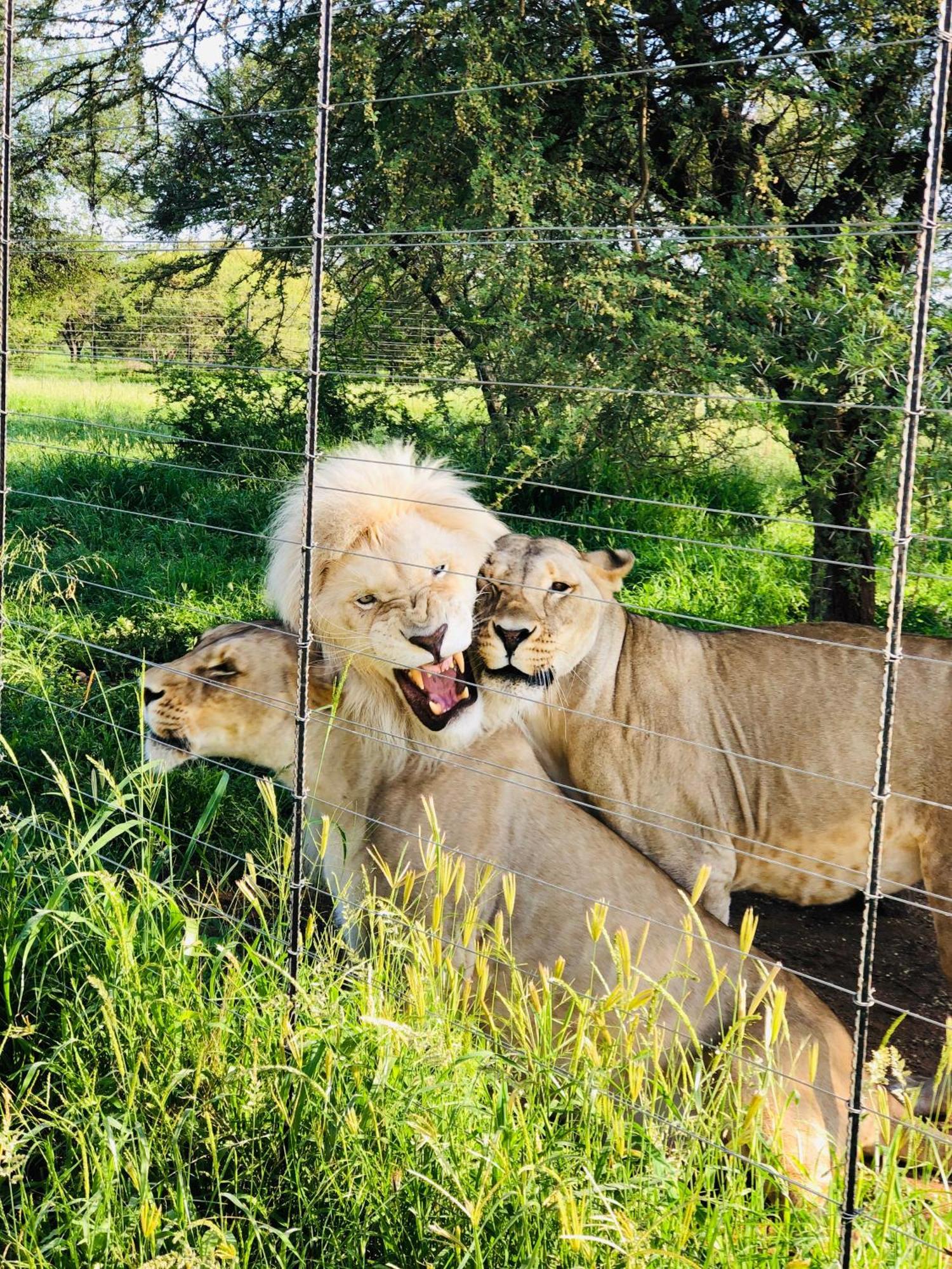 Simba Safaris African Pride Exotic Lodge Lephalale 외부 사진