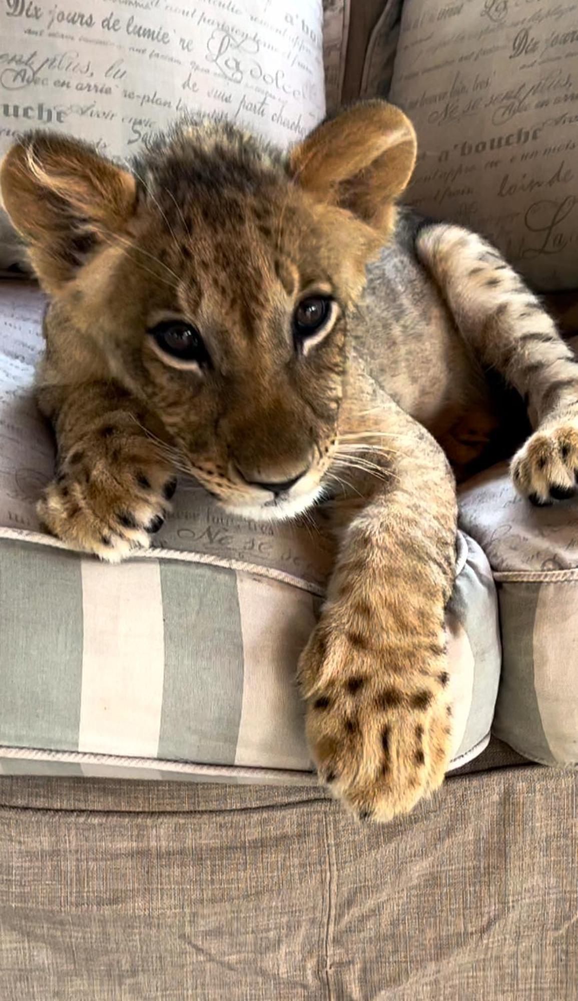 Simba Safaris African Pride Exotic Lodge Lephalale 외부 사진