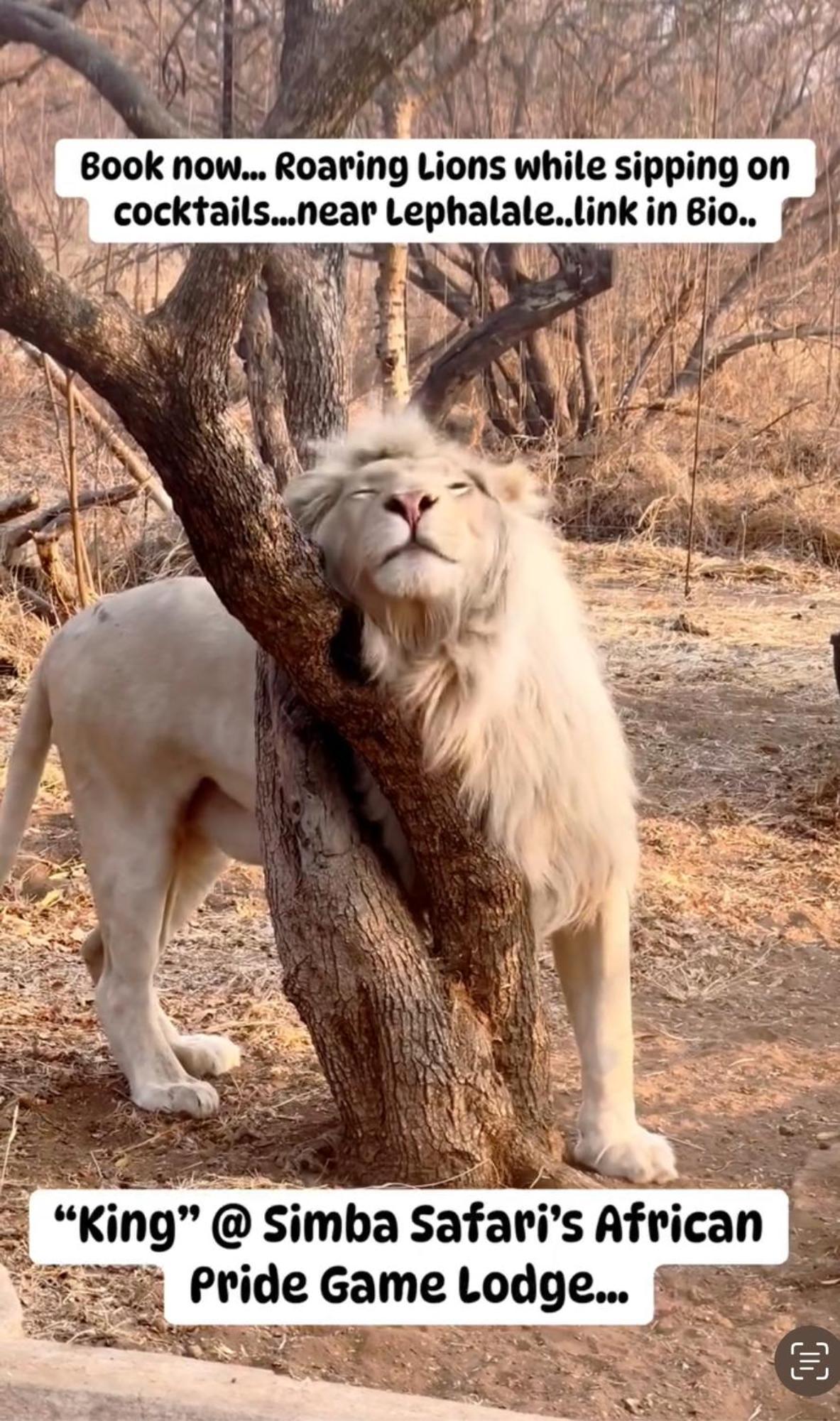 Simba Safaris African Pride Exotic Lodge Lephalale 외부 사진