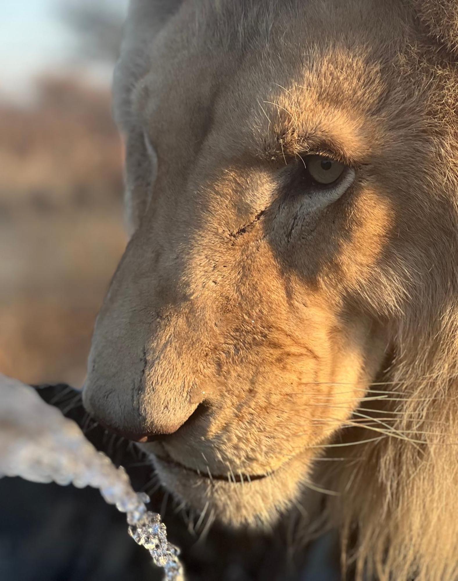 Simba Safaris African Pride Exotic Lodge Lephalale 외부 사진
