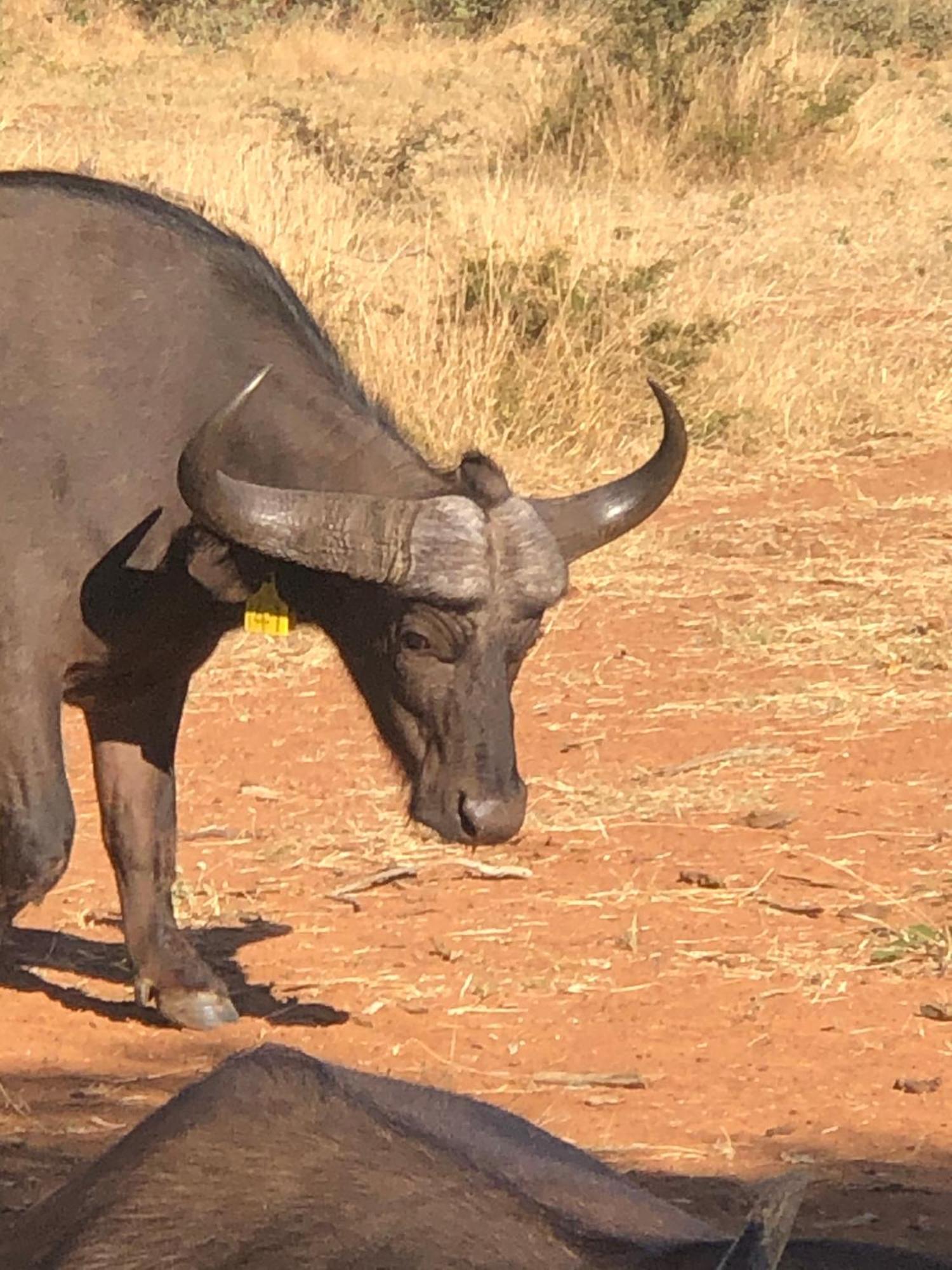 Simba Safaris African Pride Exotic Lodge Lephalale 외부 사진