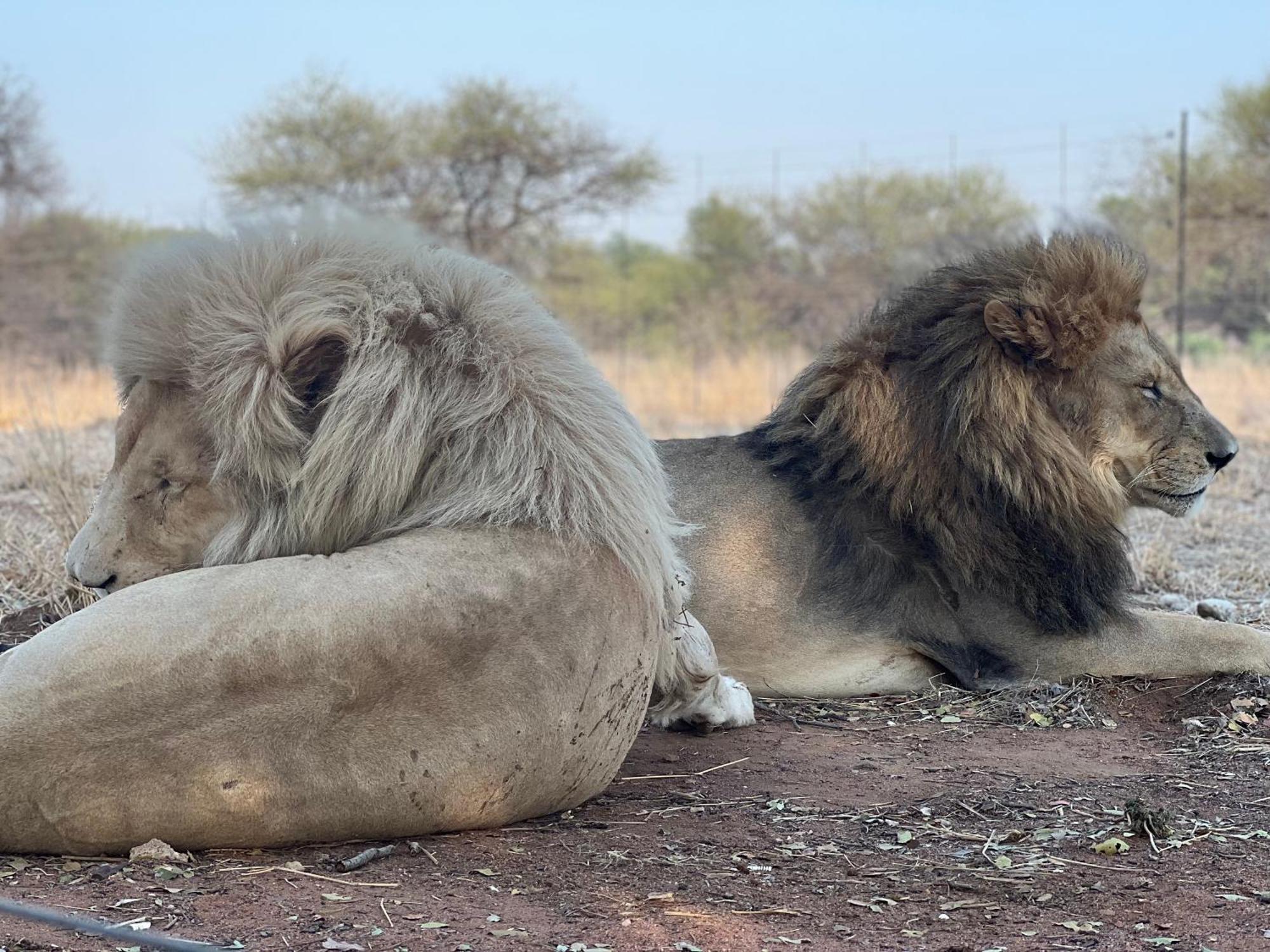 Simba Safaris African Pride Exotic Lodge Lephalale 외부 사진