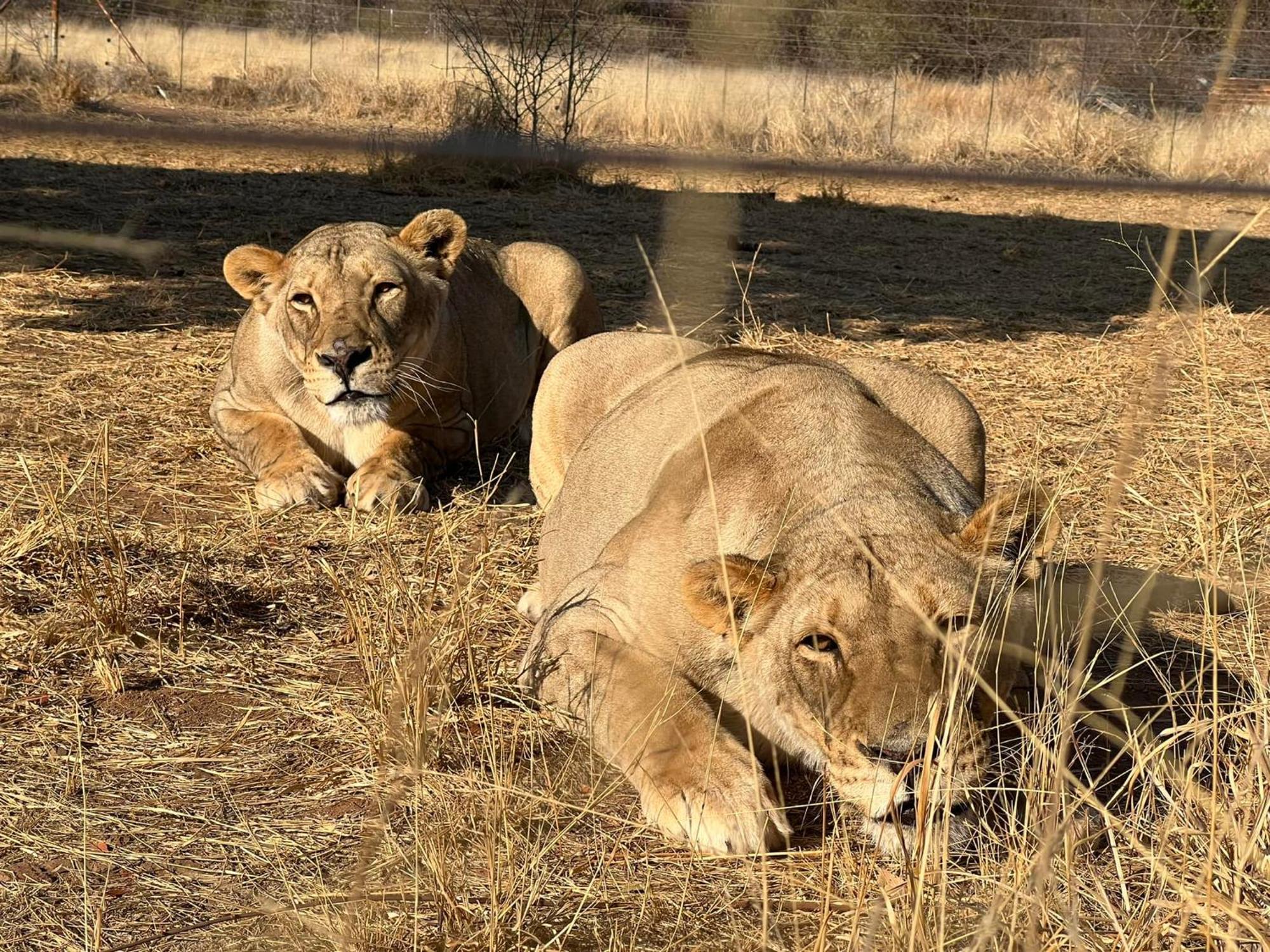 Simba Safaris African Pride Exotic Lodge Lephalale 외부 사진